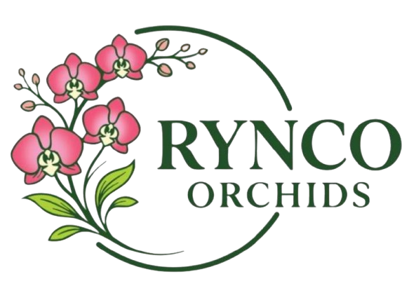 Rynco Orchids
