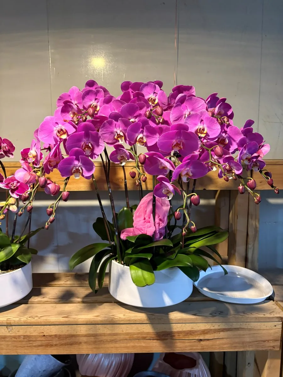 Blooming pink orchids from Rynco Orchids