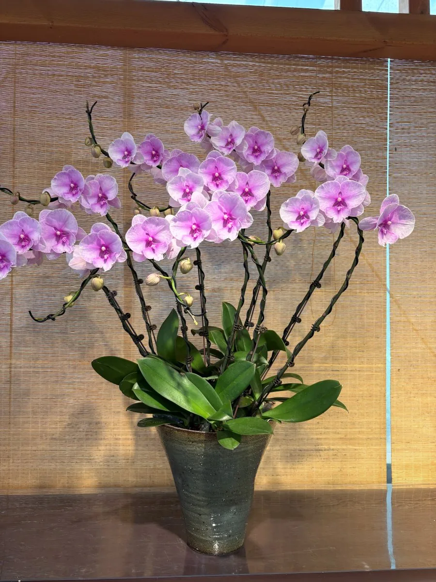 Lavender orchid arrangement in a ceramic pot