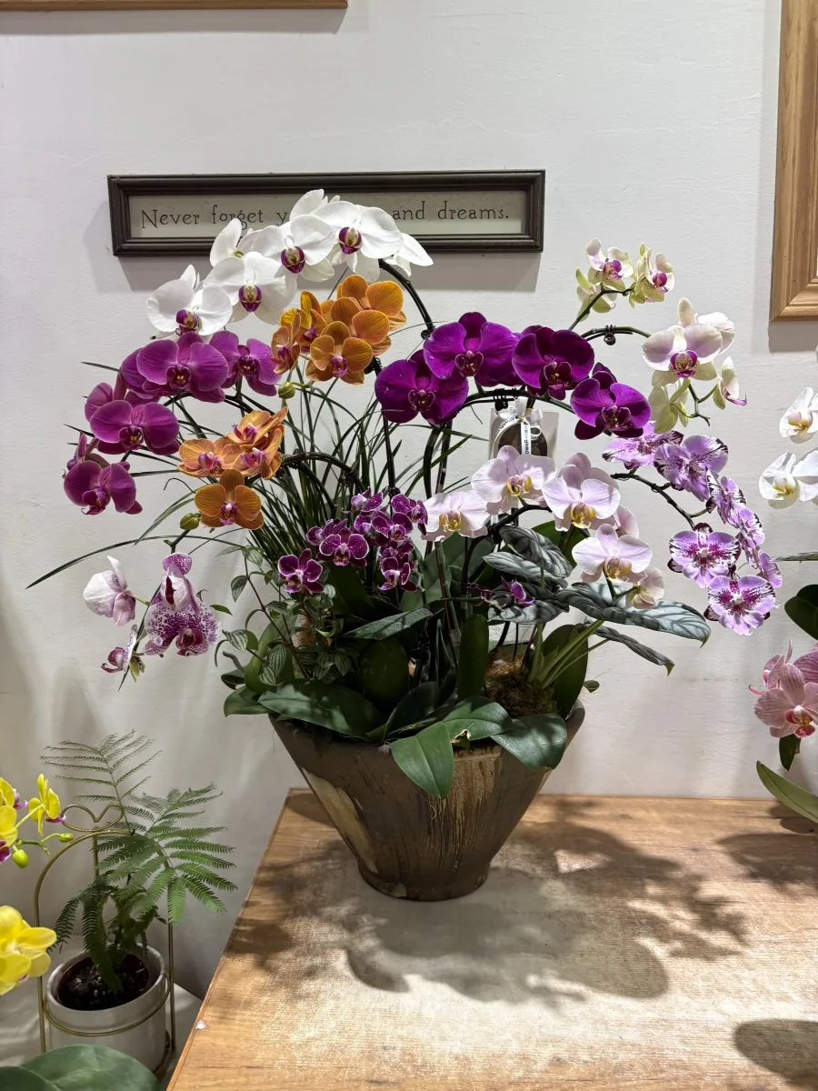 Mixed-colour orchid gift arrangement